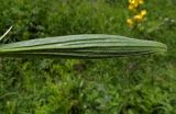 Lilium monadelphum