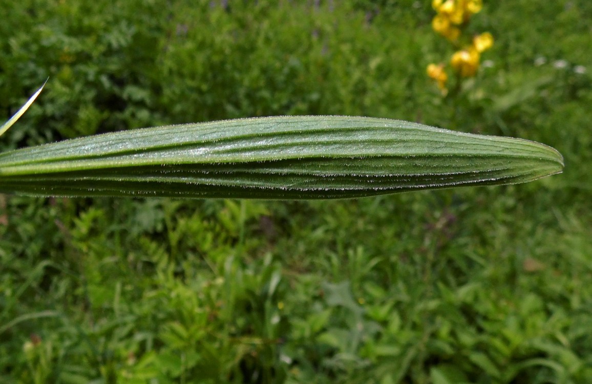 Image of Lilium monadelphum specimen.