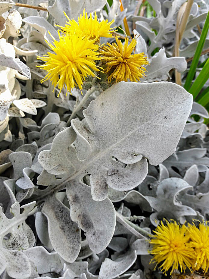 Изображение особи Centaurea cineraria.