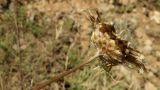 Centaurea orientalis