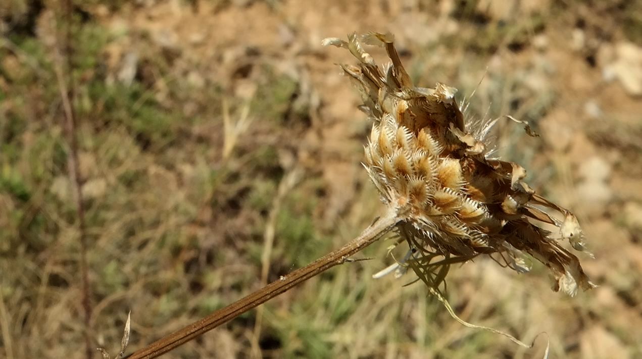 Image of Centaurea orientalis specimen.