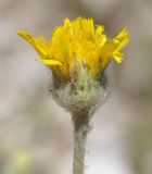 Hieracium pannosum