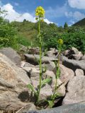 Barbarea vulgaris