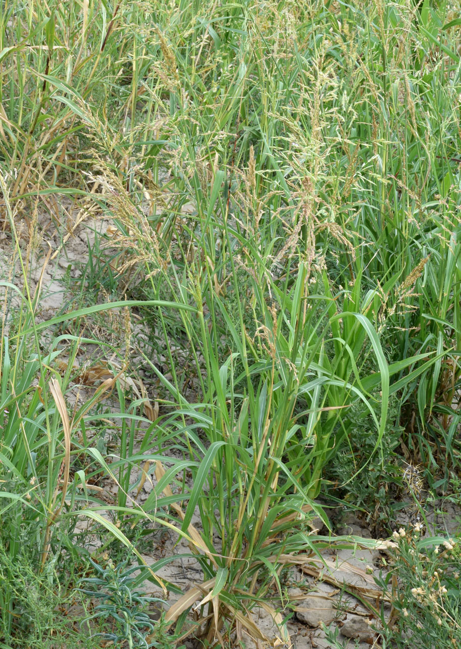 Изображение особи Sorghum halepense.