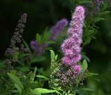 Spiraea × billardii. Верхушка побега с соцветием. Московская обл., Раменский р-н, окр. дер. Хрипань, садовый участок. 07.08.2017.