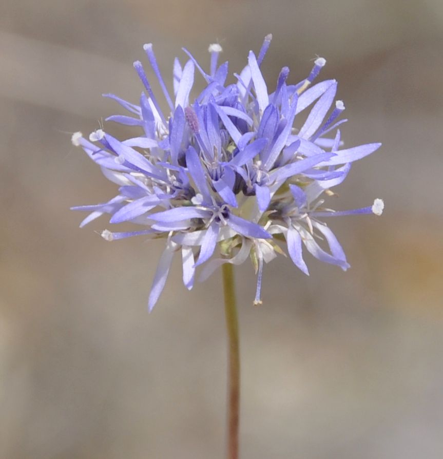 Image of Jasione heldreichii specimen.