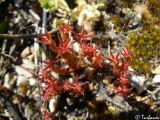 Sedum cespitosum