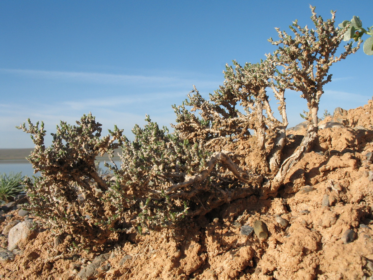 Image of Nanophyton erinaceum ssp. karataviense specimen.