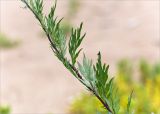 Artemisia vulgaris. Средняя часть побега (Artemisia coarctata Forsell.). Ленинградская обл., Ломоносовский р-н, окр. дер. Кандикюля, берег Финского залива, песчаный пляж. 13.08.2017.