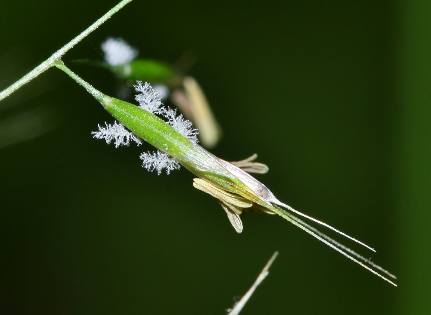 Image of Trisetum umbratile specimen.