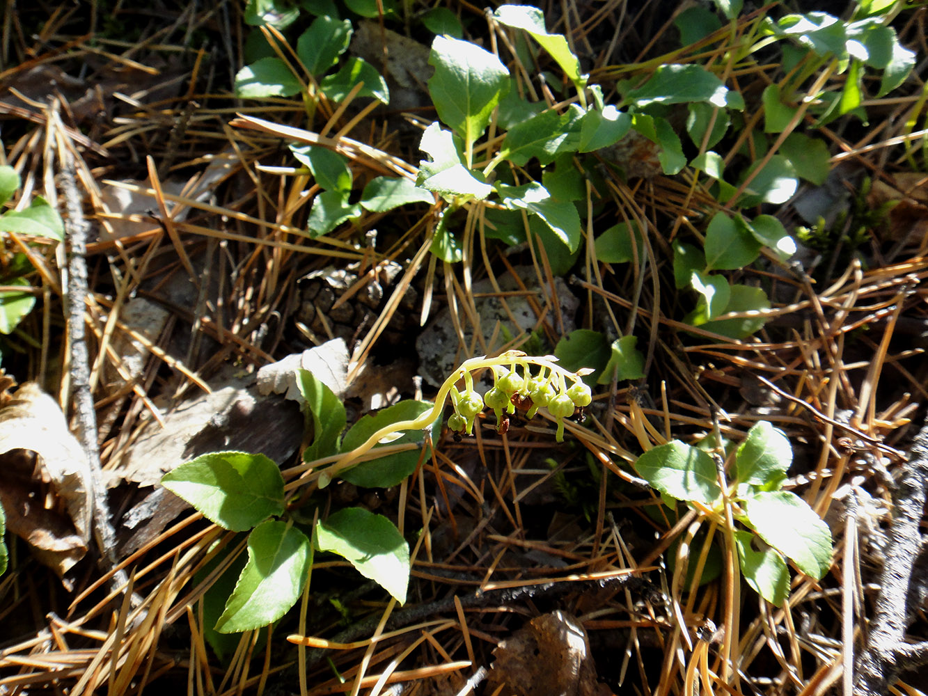 Image of Orthilia secunda specimen.