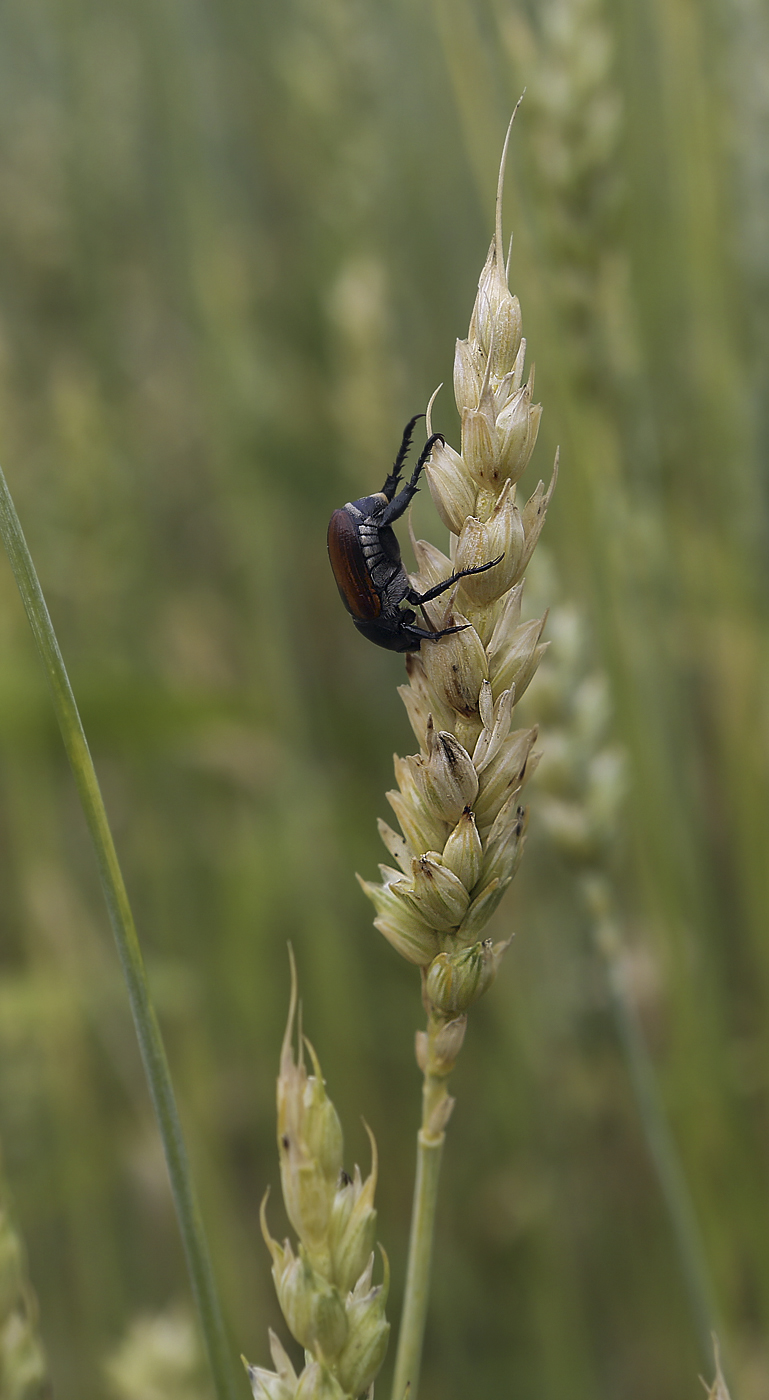 Image of Triticum aestivum specimen.