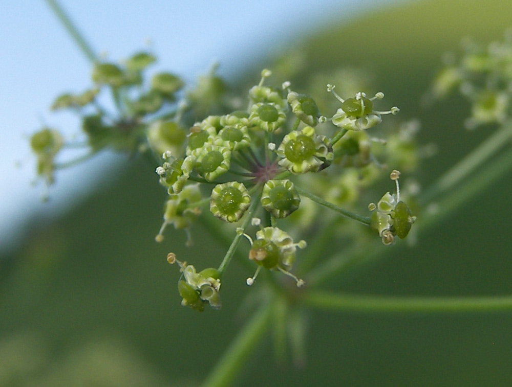 Изображение особи Eleutherospermum cicutarium.