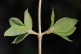 Lonicera xylosteum. Часть ветви с молодыми побегами. Санкт-Петербург, Дудергофские высоты, широколиственный лес. 03.05.2010.