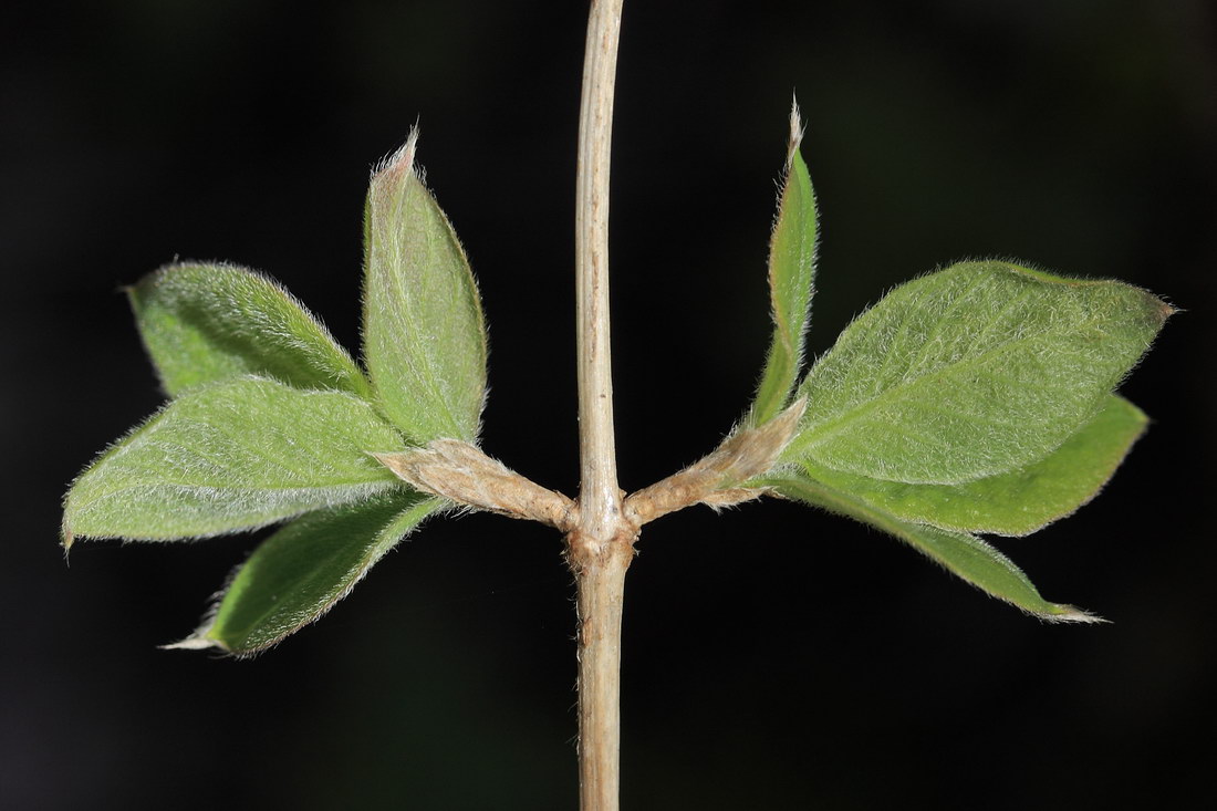 Изображение особи Lonicera xylosteum.