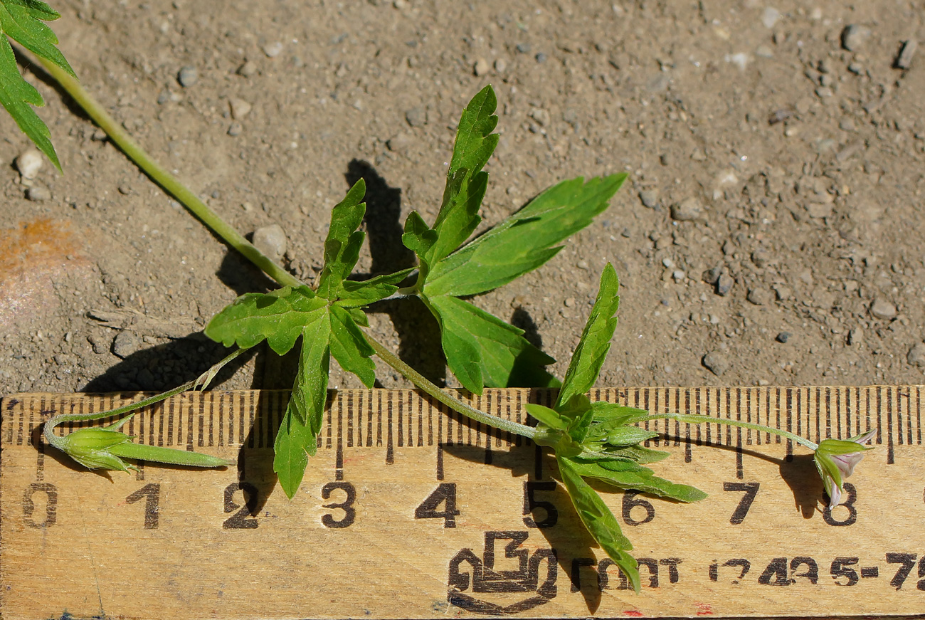 Image of Geranium sibiricum specimen.