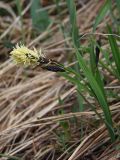 Carex riishirensis