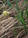 Carex riishirensis. Цветущее растение. Магаданская обл., г. Магадан, окр. мкр-на Солнечный, истоки р. Магаданка, нивальная лужайка на склоне. 12.06.2017.