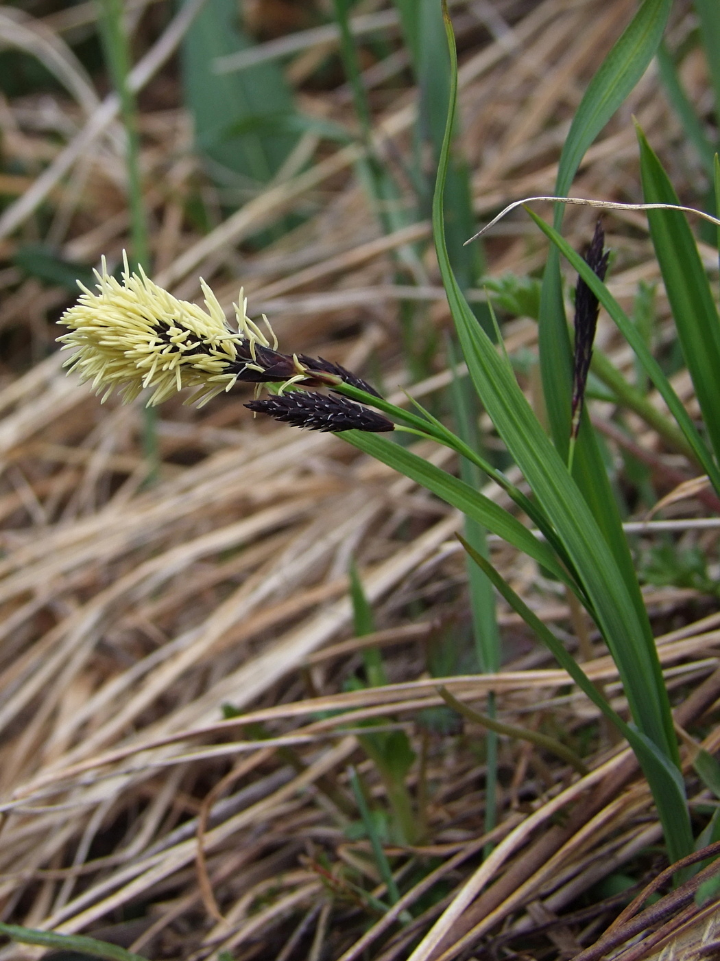 Изображение особи Carex riishirensis.