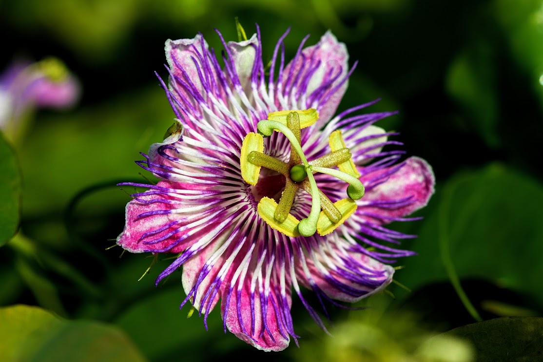 Image of Passiflora foetida specimen.