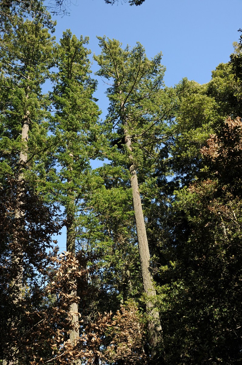 Изображение особи Pseudotsuga menziesii.