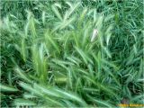 genus Hordeum. Верхушки цветущих(?) растений. Украина, г. Николаев, Заводской р-н, парк \"Лески\". 29.05.2017.