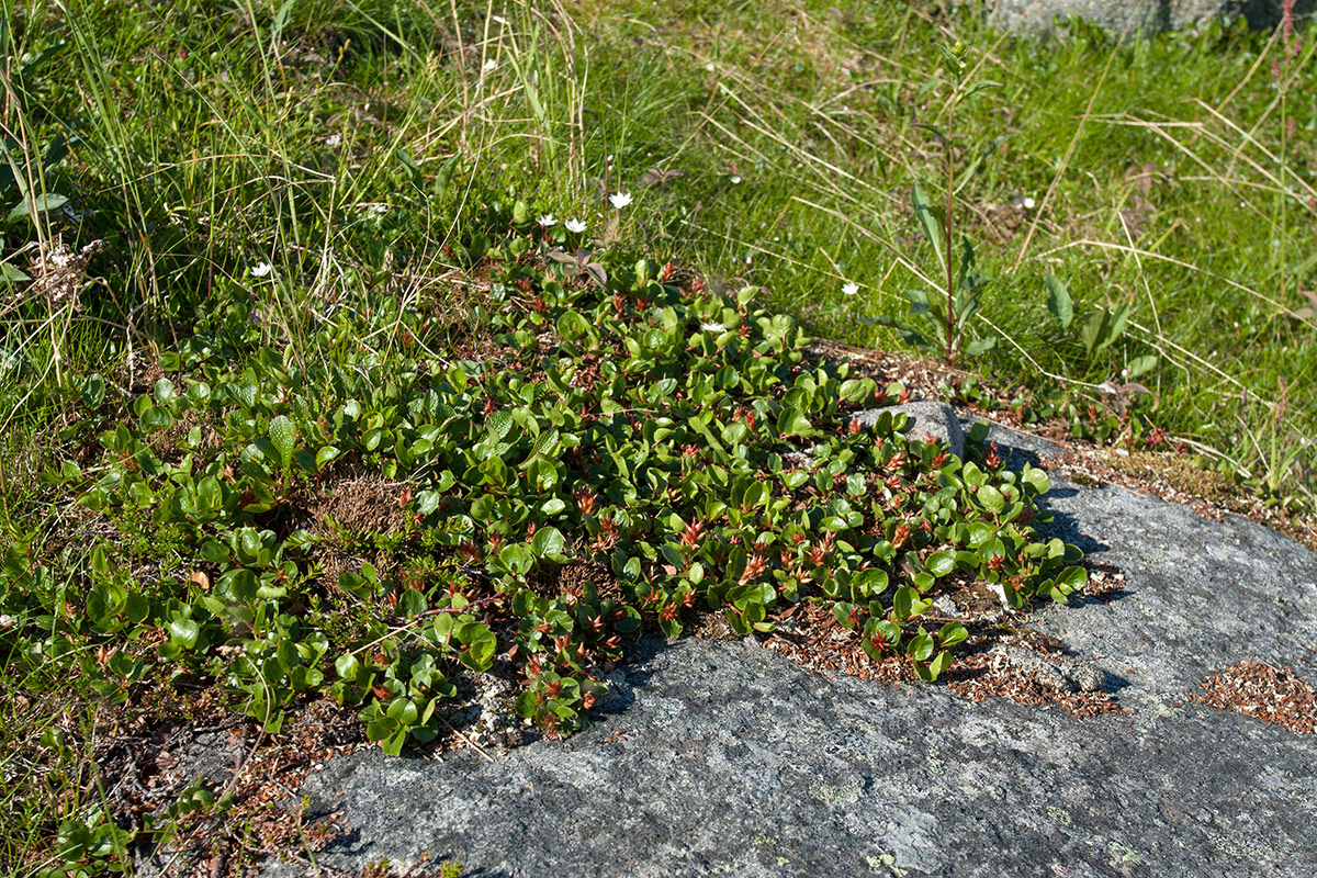 Image of Salix herbacea specimen.