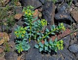 Euphorbia mongolica