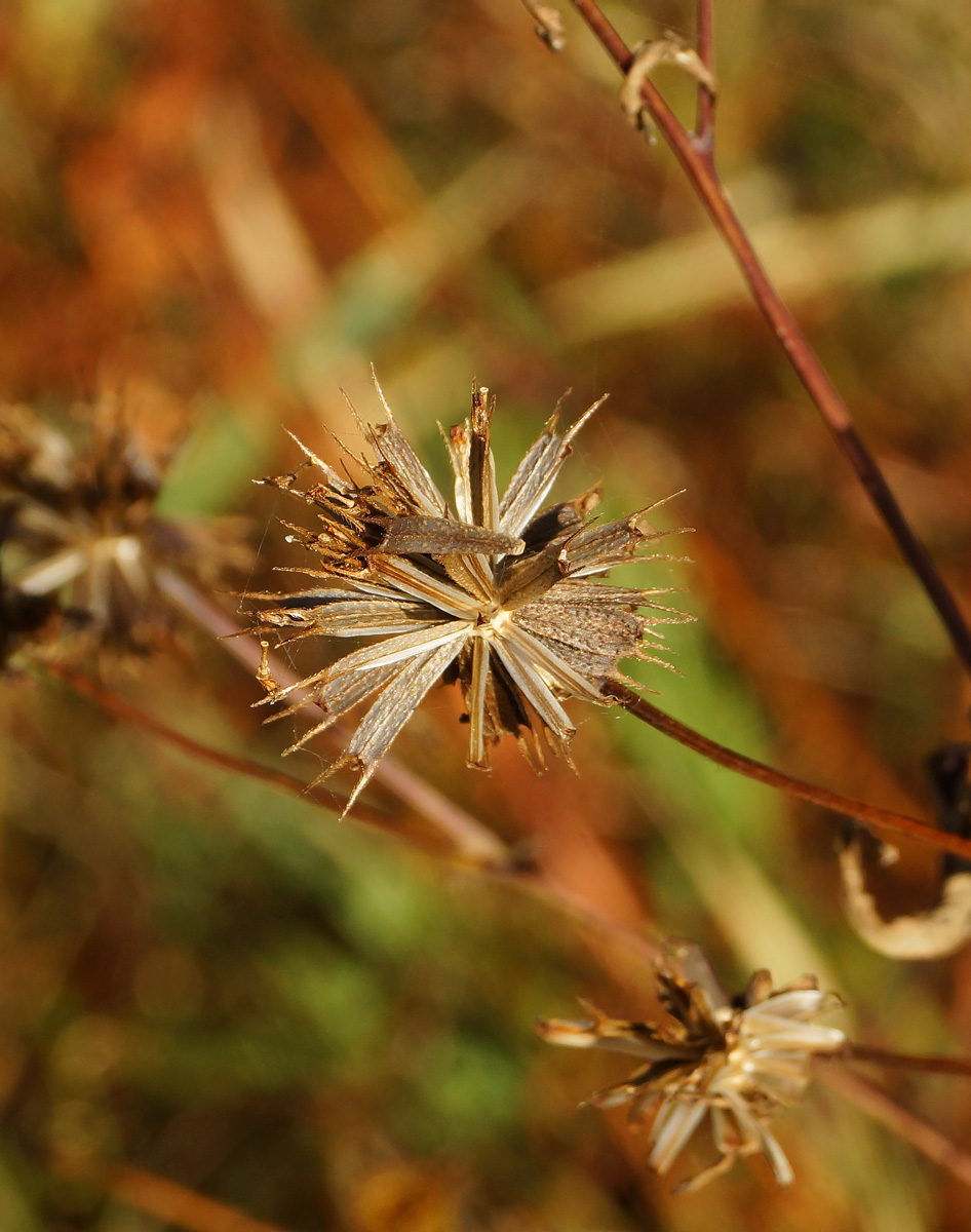 Image of Bidens frondosa specimen.