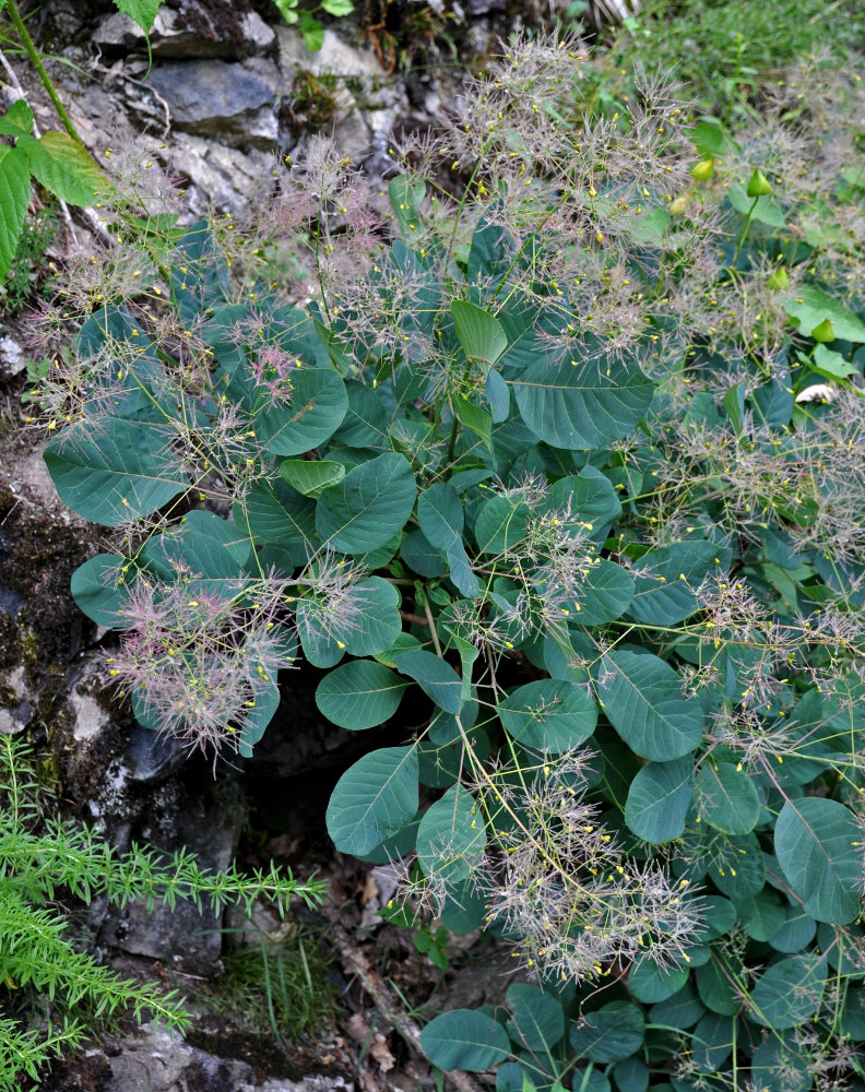 Изображение особи Cotinus coggygria.