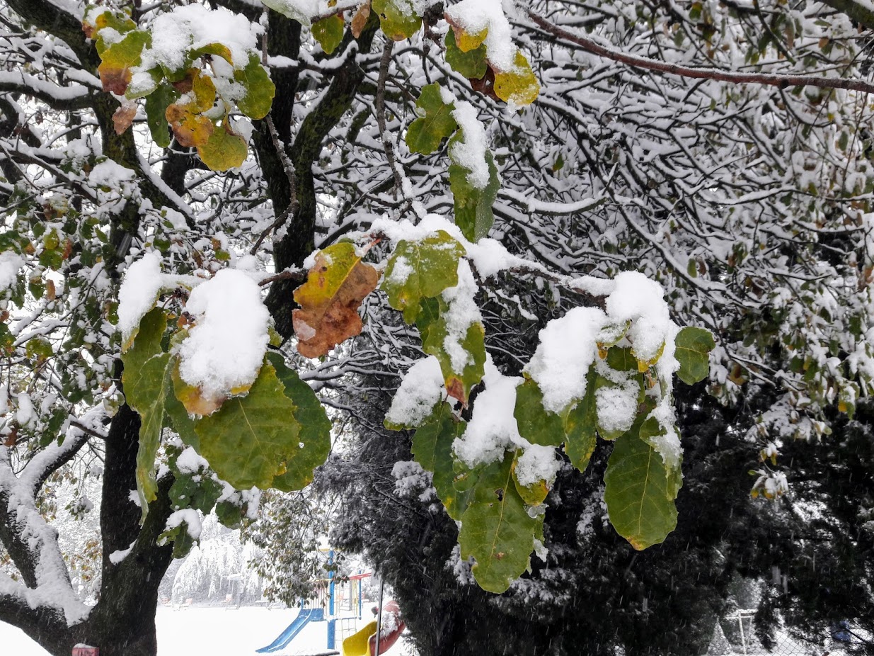 Изображение особи Quercus boissieri.