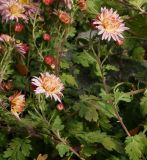 Chrysanthemum indicum