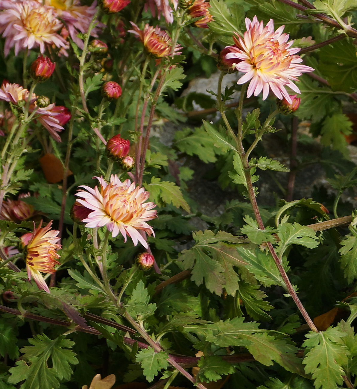 Image of Chrysanthemum indicum specimen.