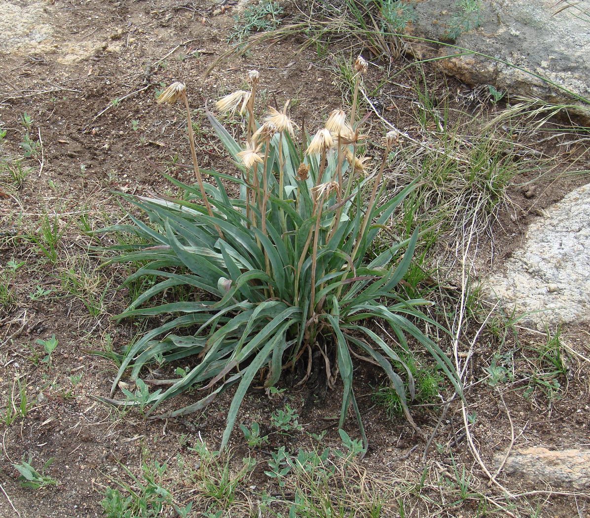 Изображение особи Scorzonera glabra.