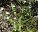 Cerastium holosteum. Цветущее растение. Северная Осетия, нижняя часть Куртатинского ущелья. 06.05.2010.