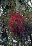 Carpentaria acuminata. Соплодие. Малайзия, о-в Калимантан, г. Кучинг, в культуре. 12.05.2017.