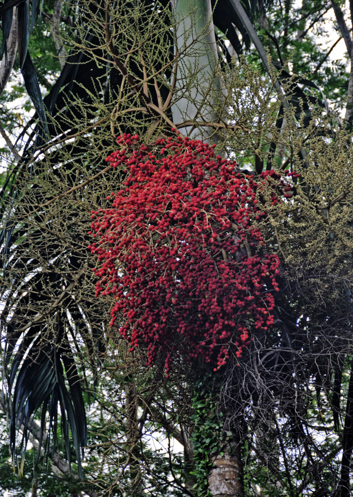 Image of Carpentaria acuminata specimen.
