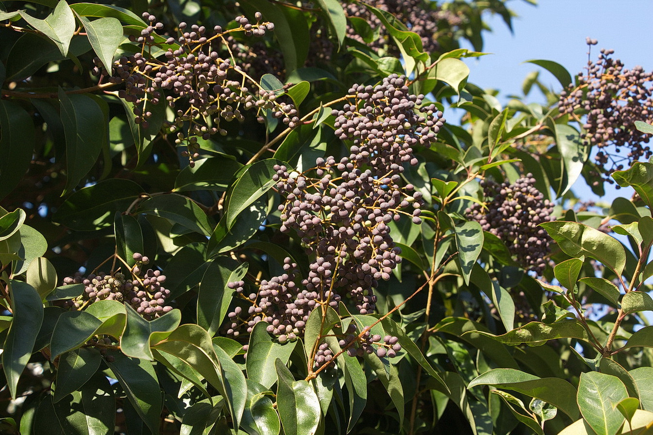 Изображение особи Ligustrum lucidum.