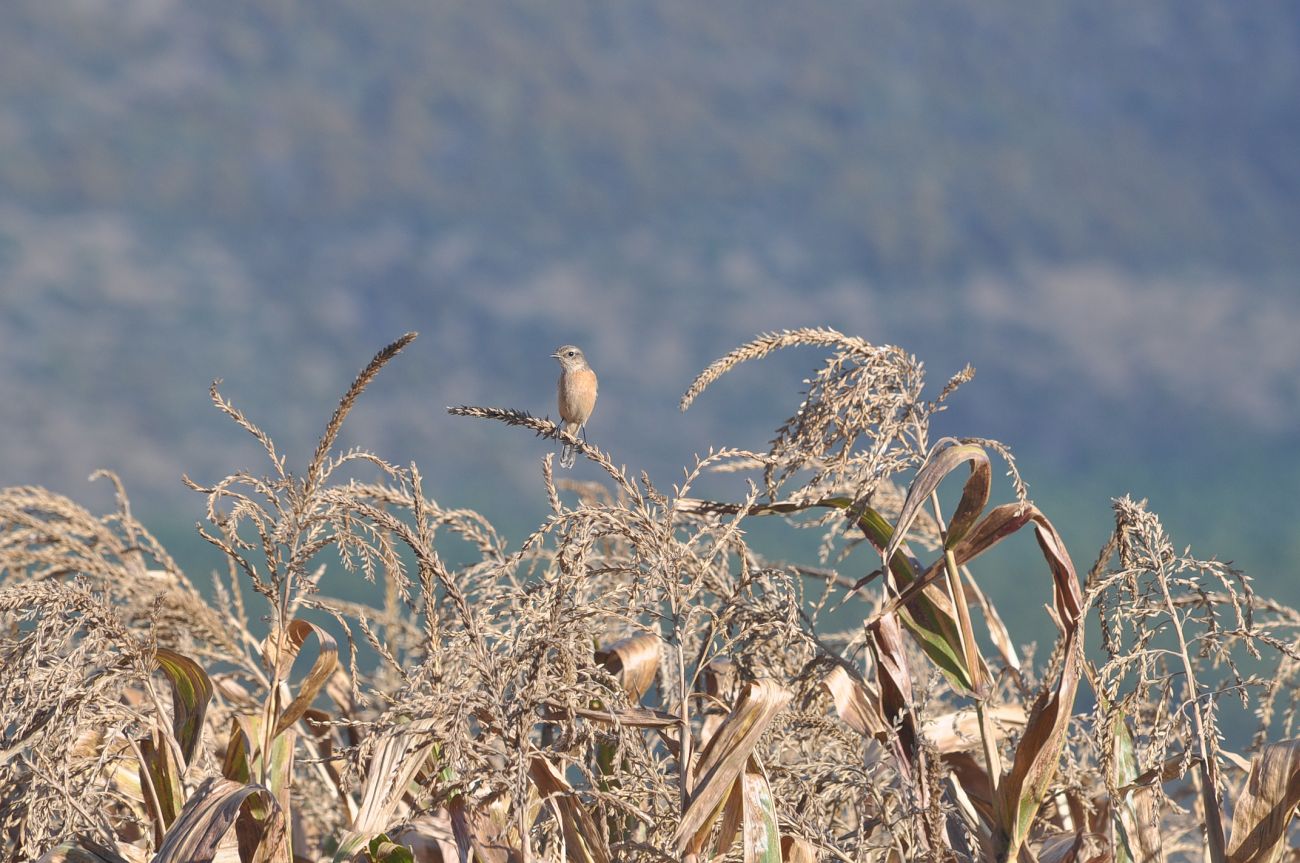 Изображение особи Zea mays.