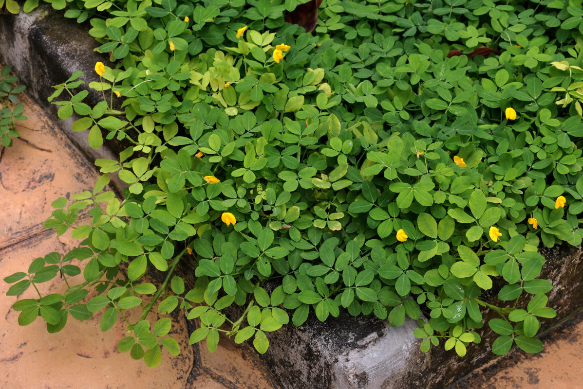 Image of Arachis pintoi specimen.