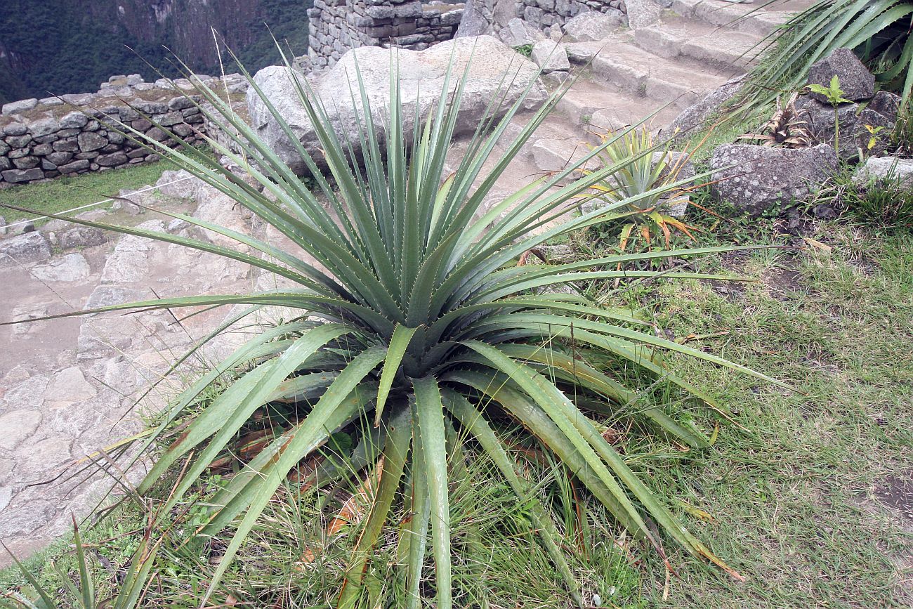 Image of genus Puya specimen.