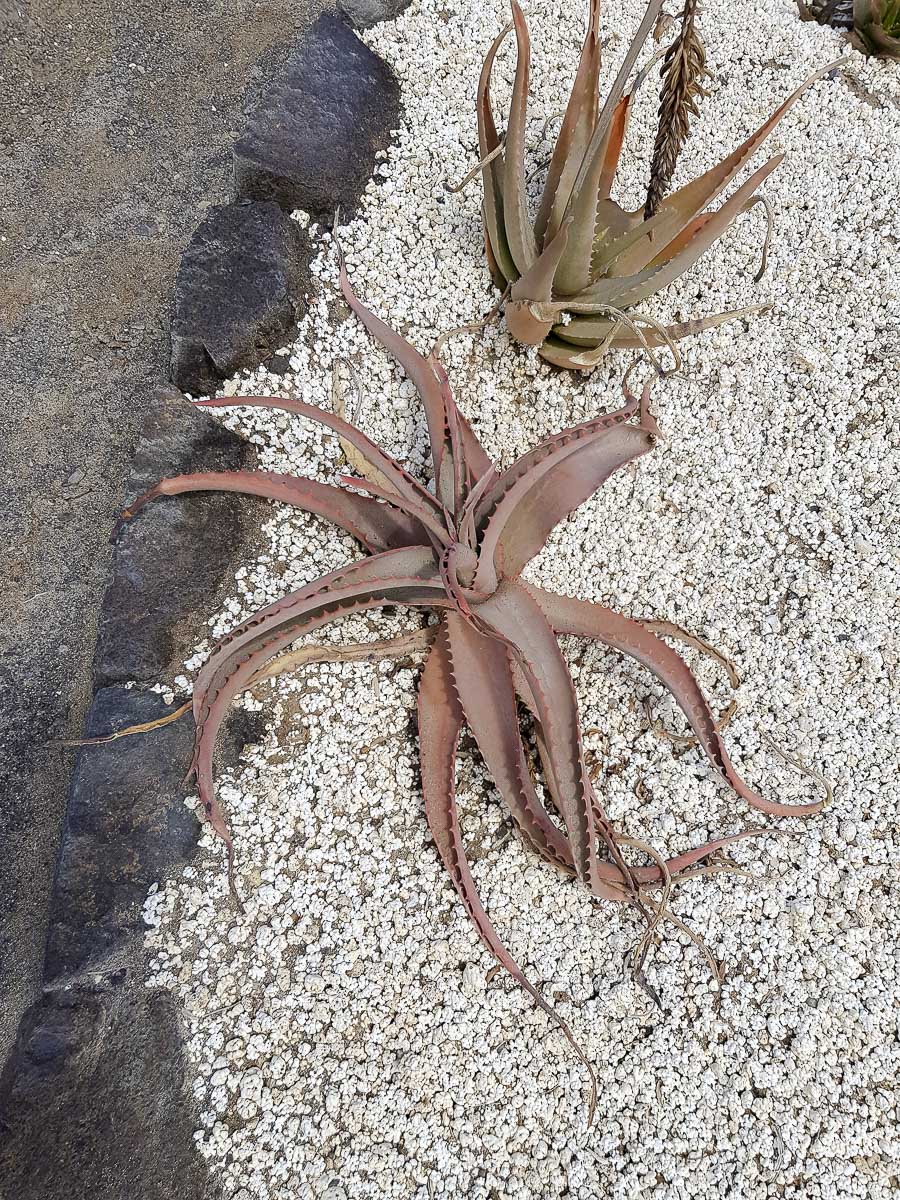 Image of Aloe vera specimen.