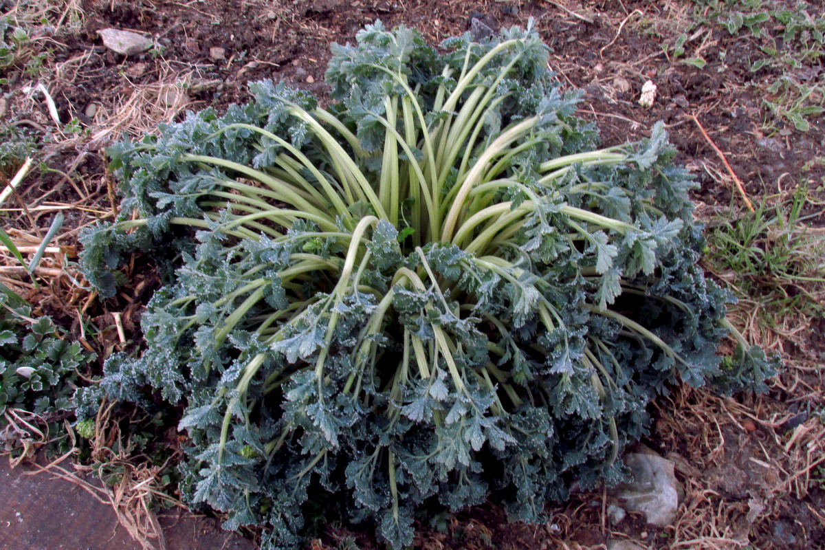 Image of Corydalis nobilis specimen.