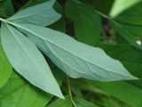 Paeonia macrophylla