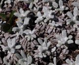 Salvia canescens