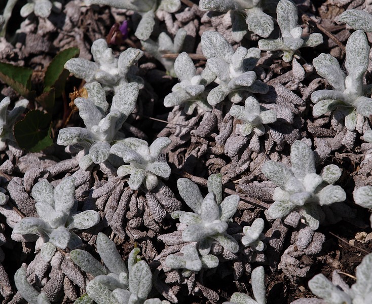 Изображение особи Salvia canescens.