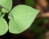 Epimedium macrosepalum