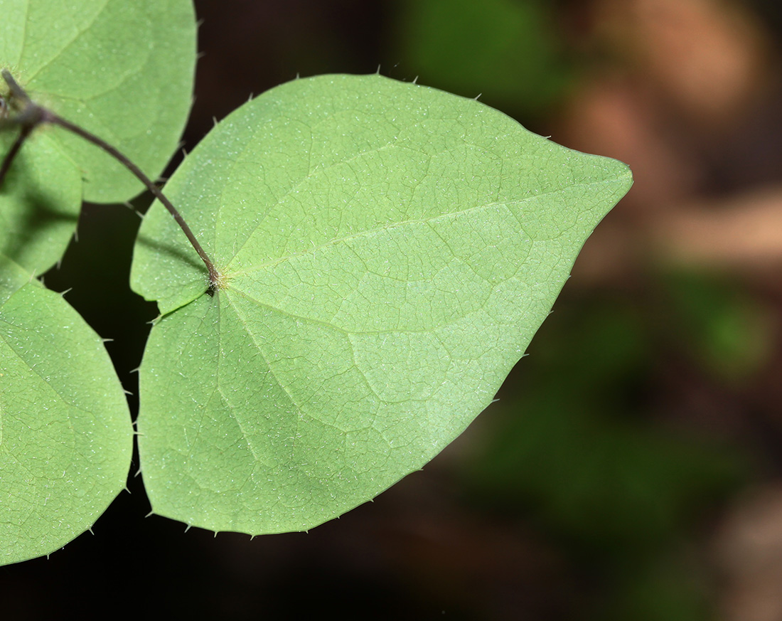 Image of Epimedium macrosepalum specimen.