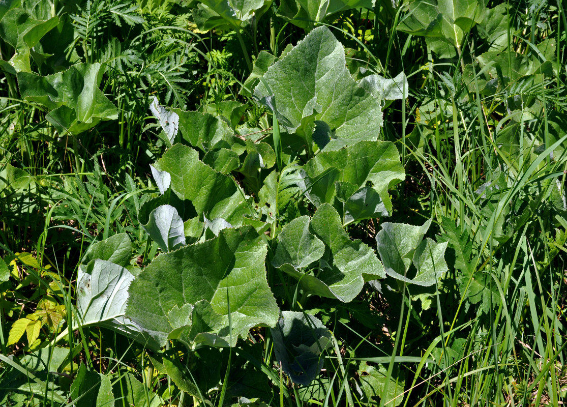 Изображение особи Petasites spurius.