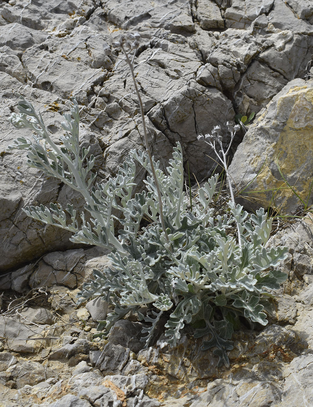 Изображение особи Senecio cineraria.